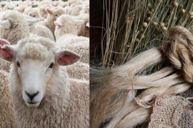 Collage featuring a sheep and raw linen fibers shatnez meaning